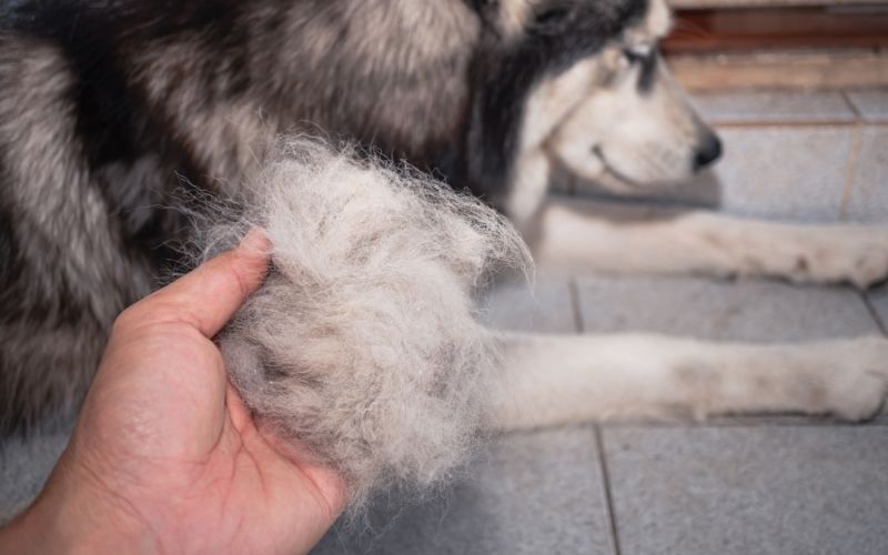 Dog Breeds Shedding –  Dogs that don’t shed hair