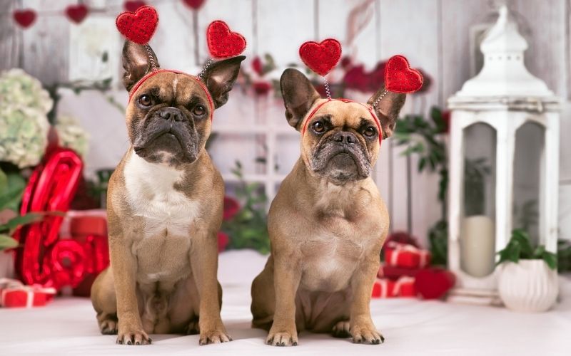 How to choose the right care for your dog 10 how to choose the right dog day care
