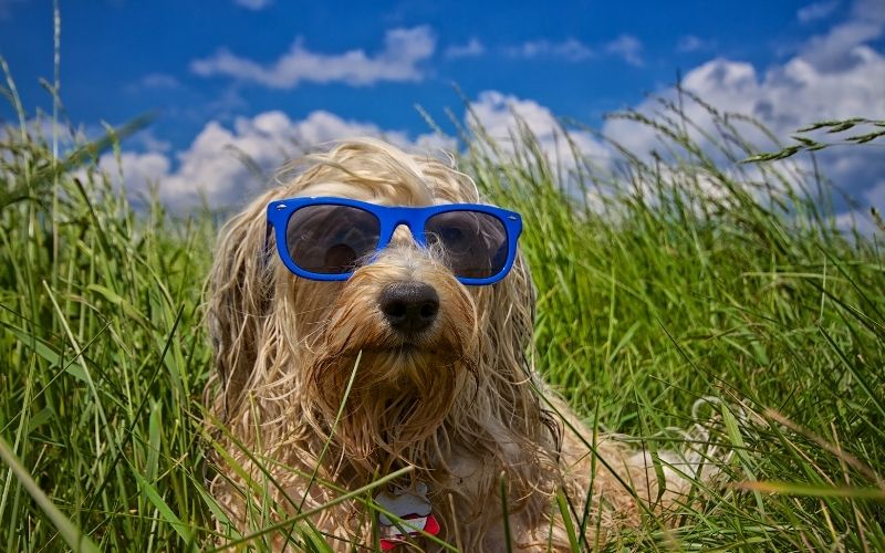 How to choose the right care for your dog 11 how to choose the right dog day care
