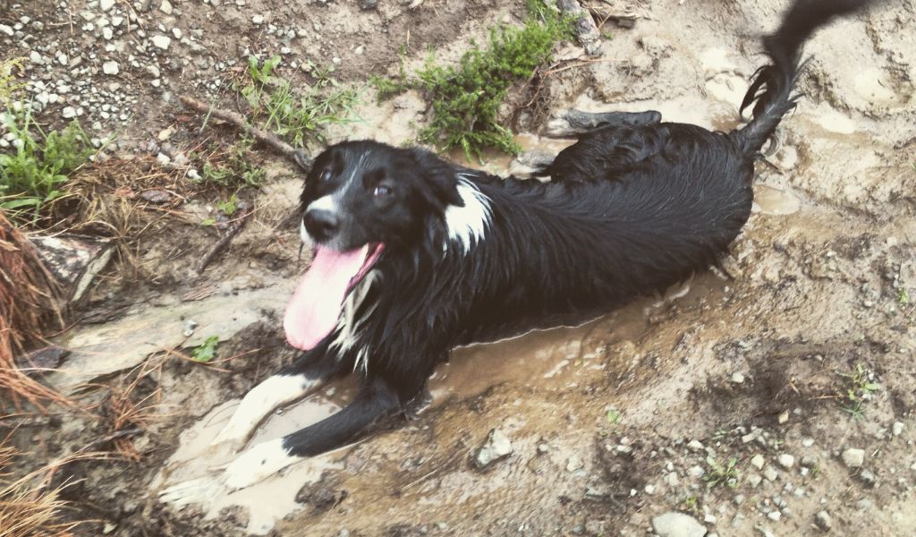 Why do Cocker spaniels dig? How to stop it