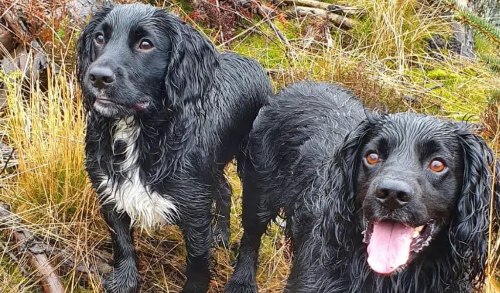 do cocker spaniels have tails