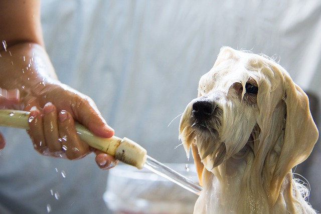 how to groom your puppy at home