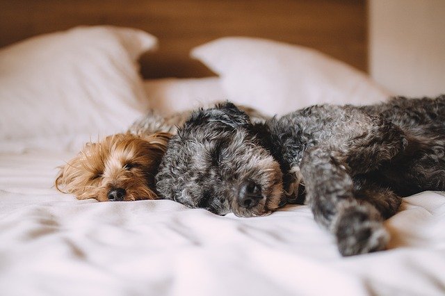 How much do dogs cost a month? How much it actually costs 2 how much do dogs cost a month