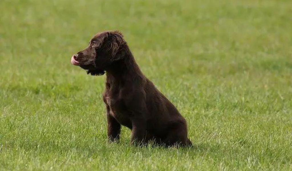 do cocker spaniels have tails cocker spaniel tails