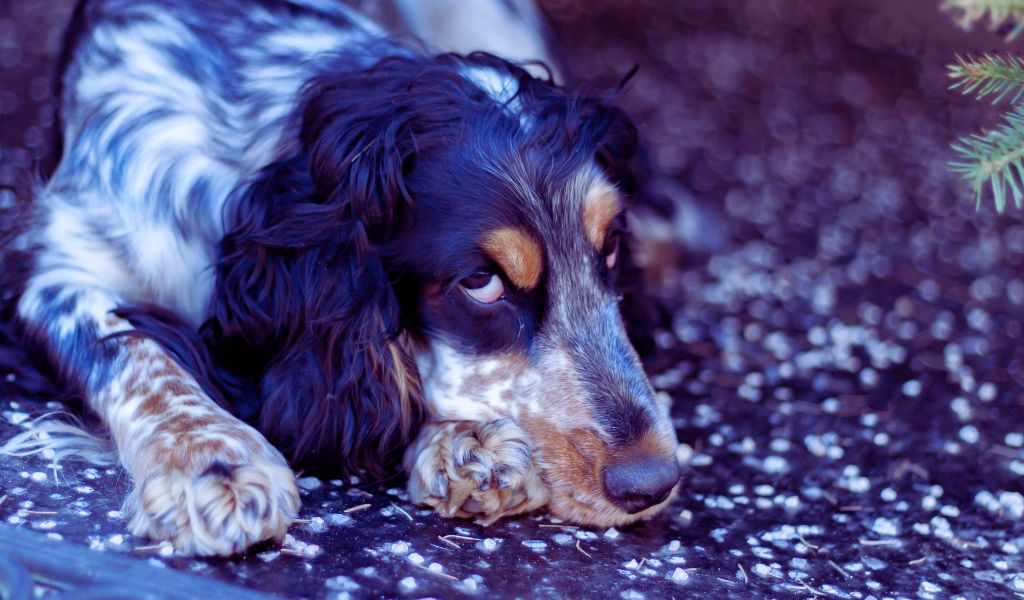 cocker spaniels like digging