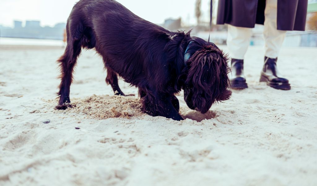 cocker spaniels like to dig