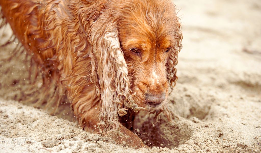 do cocker spaniels like to dig