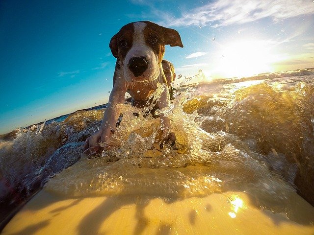 Where to leave your dog while on vacation 8 where to leave your dog while on vacation