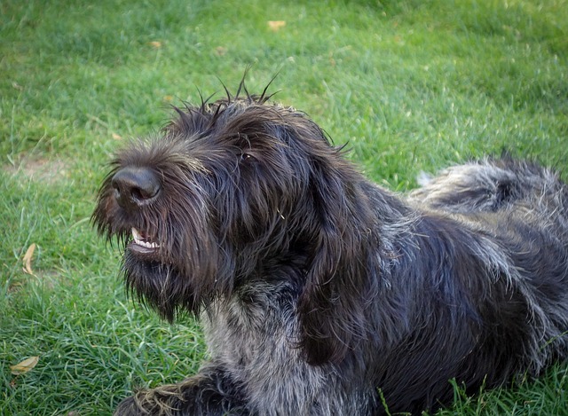 How to get a dog to quit barking 2 how to get a dog to quit barking