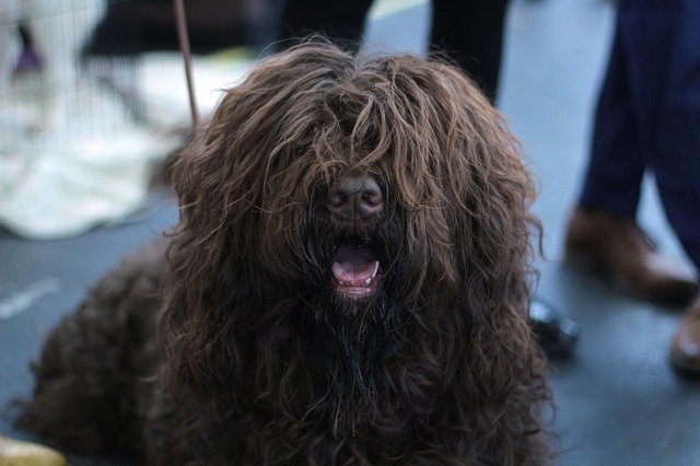 Dog Breeds Shedding - Dogs that don't shed hair 8 dog breeds shedding
