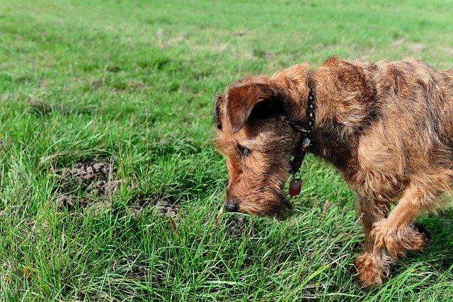 Get rid of mice for good with a dog 8 will a dog keep mice away