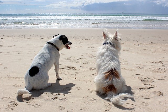 where to ;leave yor dog while on vacation