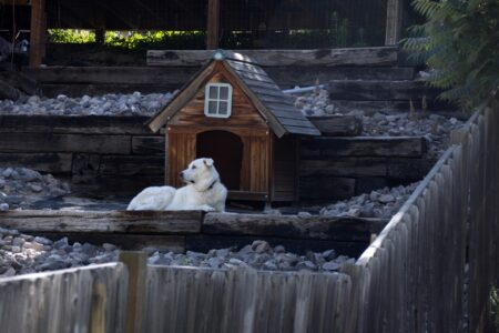 how to make a patio dog friendly