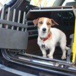 What are the safest dog crates for car travel