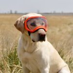 dog goggles for hunting