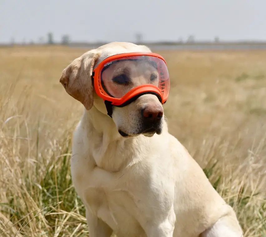 dog goggles for hunting