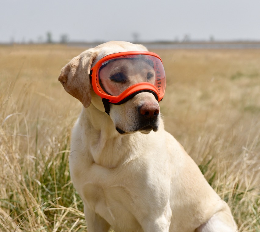 dog goggles for hunting