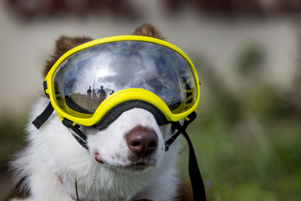 Dog Goggles for Hunting 5 Best Goggles for Working Dogs