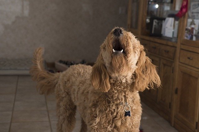 how to ge to quit barkingt a dog