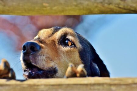 how to get a dog to quit barking