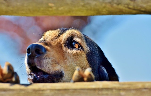 how to get a dog to quit barking