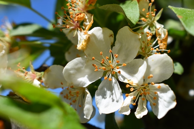 Do dogs get hayfever? What to look for and how to treat it