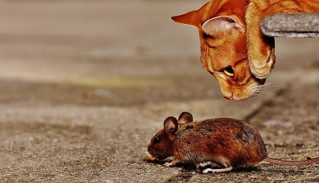 Get rid of mice for good with a dog 10 will a dog keep mice away