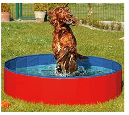 Can Cocker Spaniels Swim? How to get your Cocker swimming strongly 3 can cocker spaniels swim