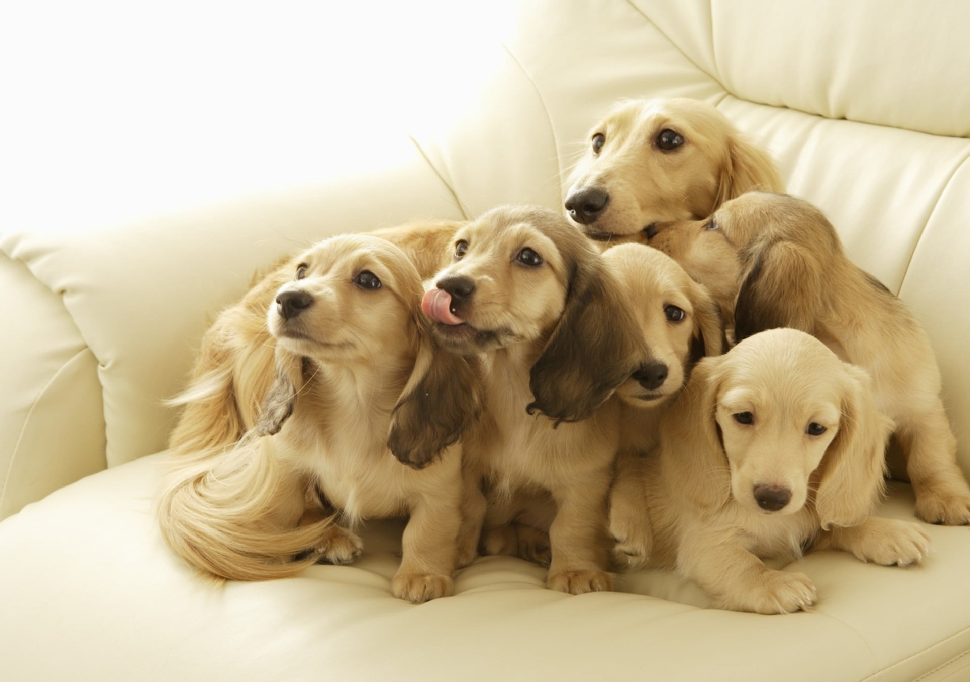 Choosing a spaniel puppy. Things to look for - Easy Spaniel Training