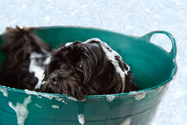 how to groom your puppy at home