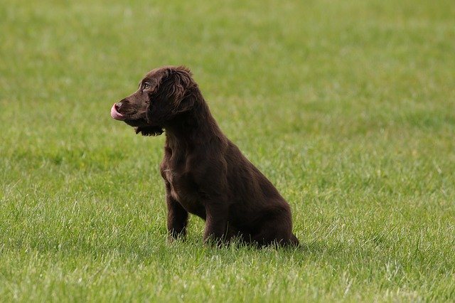 Do Cocker spaniels have tails? Some important things you should know 2 do cocker spaniels have tails