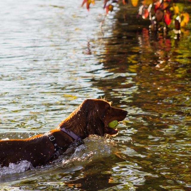 can cocker spaniels swim