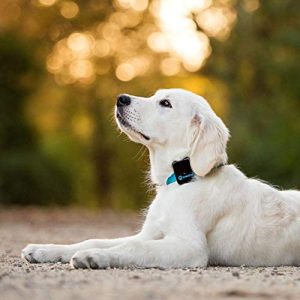 what do dog gps tracker do