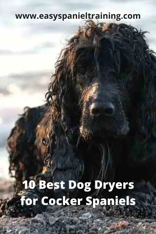 10 best dog dryers for cocker spaniels
