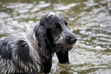 10 best dog dryers for cocker spaniels
