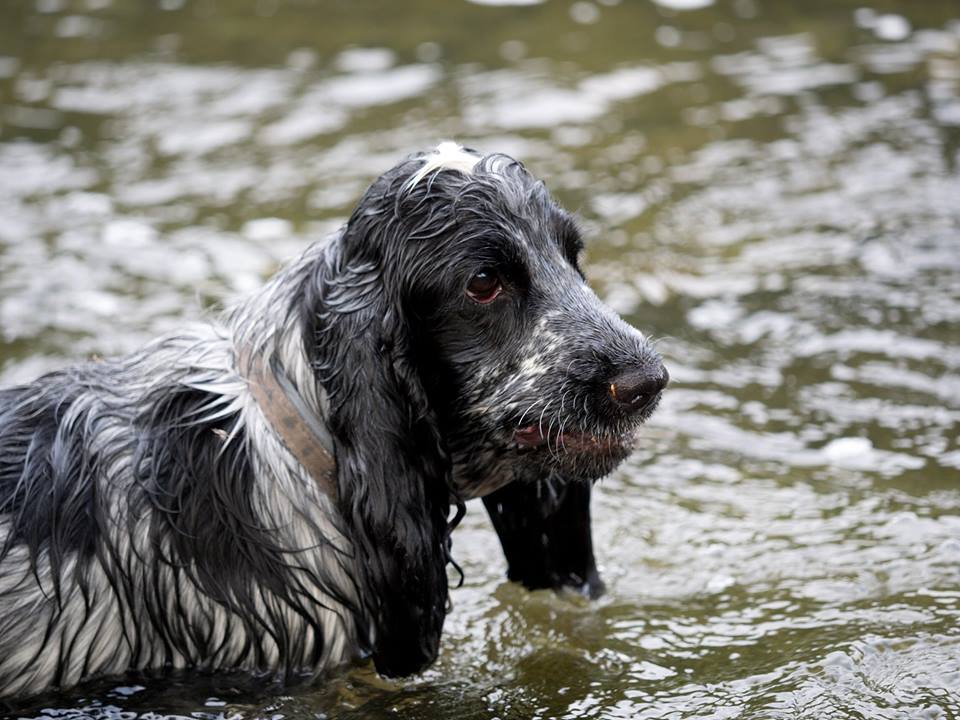 10 Best dog dryers for Cocker spaniels