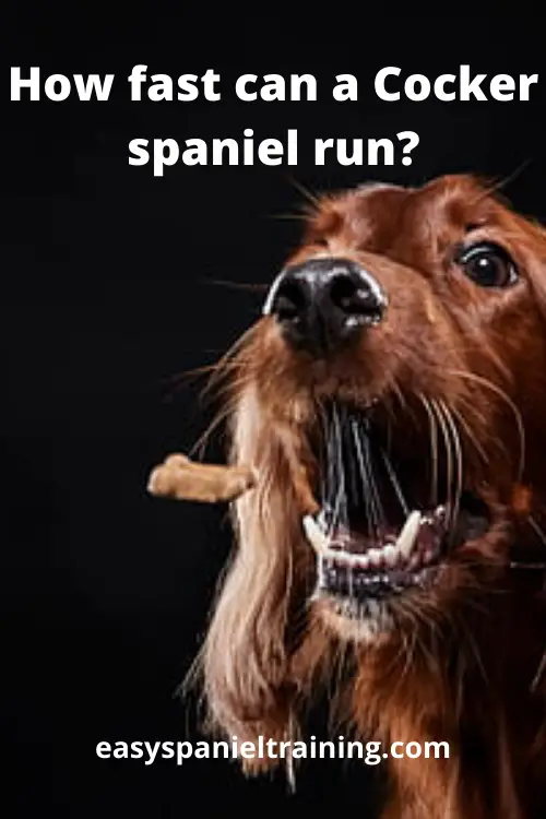 how fast can a cocker spaniel run