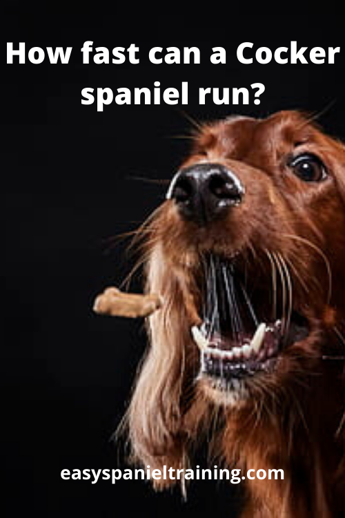 how fast can a cocker spaniel run