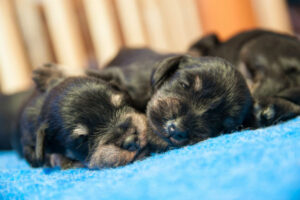 What temperature do newborn puppies need? What you need to know - Easy