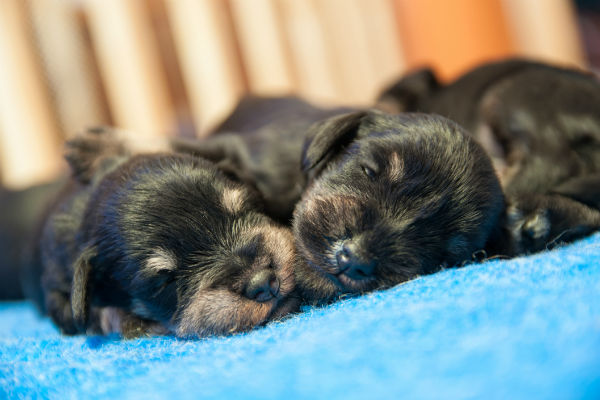 What temperature do newborn puppies need