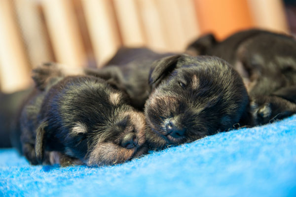 What temperature do newborn puppies need? What you need to know 11 What temperature do newborn puppies need