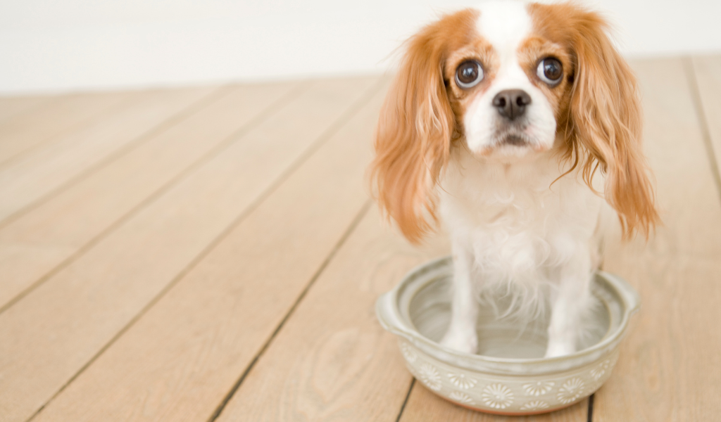 How to get a Cavalier King Charles spaniel to eat 7 easy tips