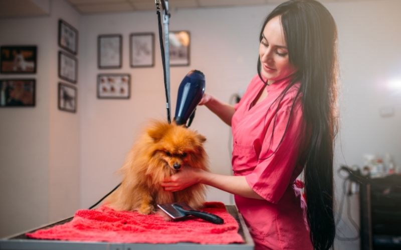 10 Best dog dryers for Cocker spaniels 8 10 best dryers for cocker spaniels