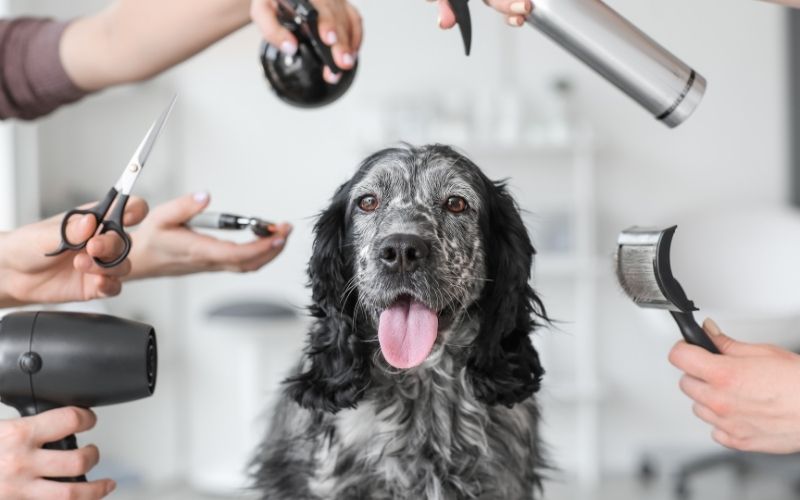 10 Best dog dryers for Cocker spaniels 10 10 best dryers for cocker spaniels