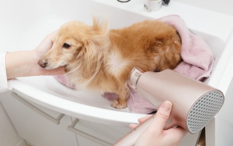 10 Best dog dryers for Cocker spaniels 11 10 best dryers for cocker spaniels