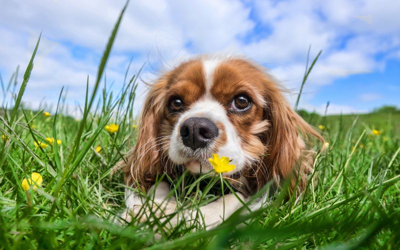 Can a Cavalier King Charles spaniel be left alone? 3 How to get a Cavalier King Charles spaniel to eat 7 easy tips