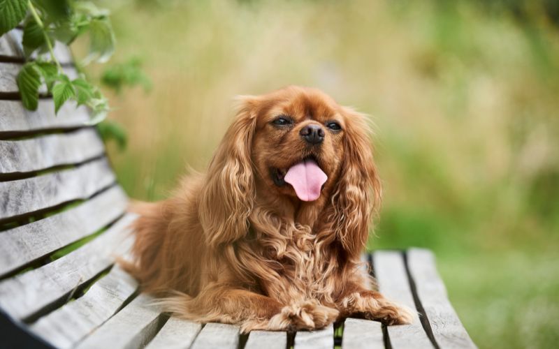How to get a Cavalier King Charles spaniel to eat 5 easy tips 5 How to get a Cavalier King Charles spaniel to eat 7 easy tips