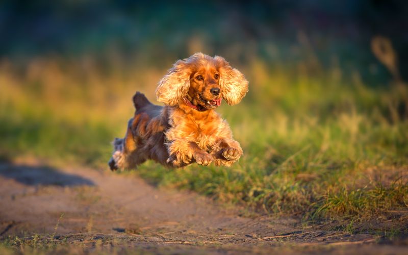 How fast can a Cocker spaniel run?