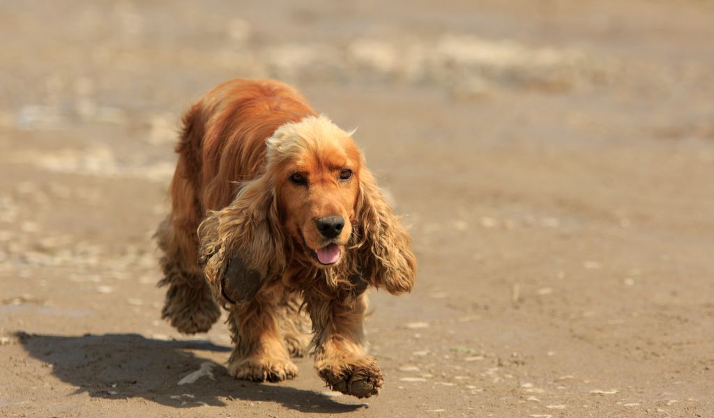 How fast can a Cocker spaniel run? 3 how fast can a cocker spaniel run