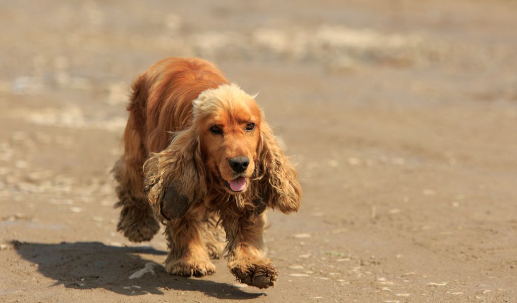 how fast can a cocker spaniel run